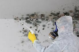 Mold Remediation for Vacation Homes in Palmetto Bay, FL